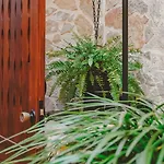 Gallu Cala Ratjada (Mallorca)